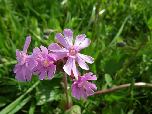 spring flowers spring awakening