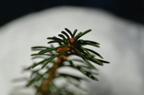 spring macro spruce