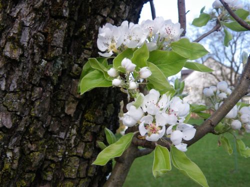 spring apple blossom nature