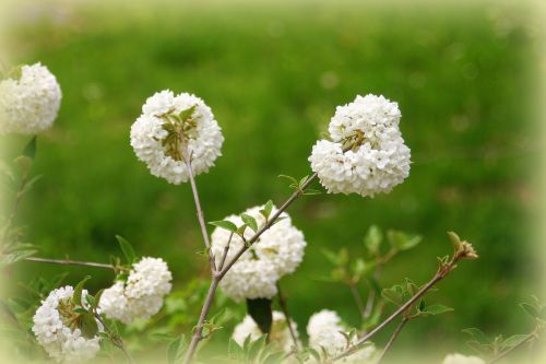 spring flowers white flowers