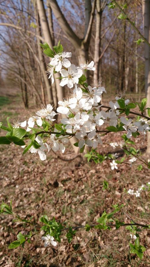 spring nature blossom