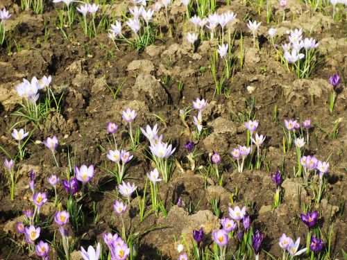 spring spring flower crocus