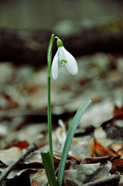 spring snowdrop spring flower