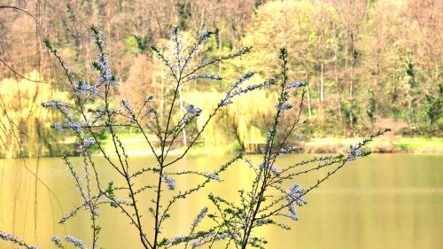 spring lake flowers