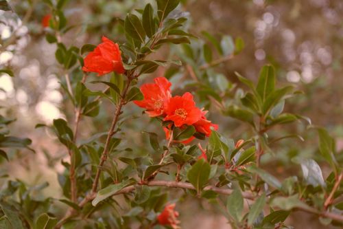 spring nature bloom