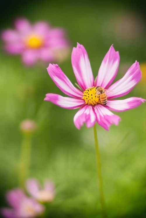 spring flower the scenery