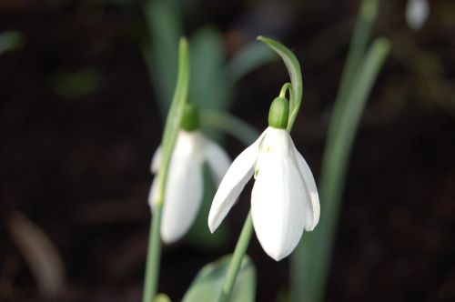 spring flowers snowdrop