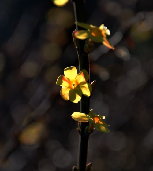 spring yellow spring flowers