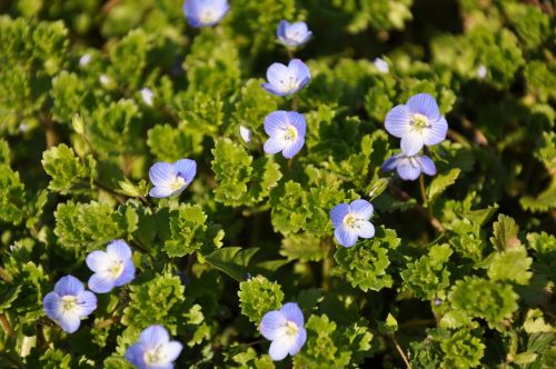 spring flowers blue