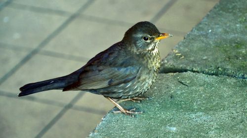 spring bird thrush