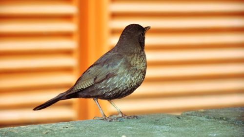 spring bird thrush