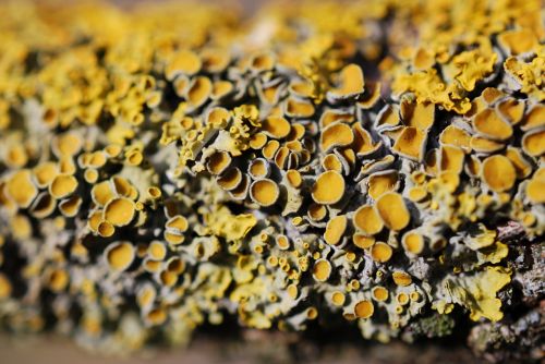 spring lichen wood