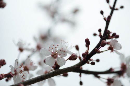 spring flower nature