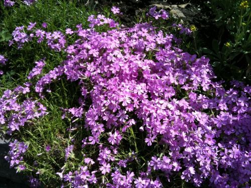 spring flowers purple