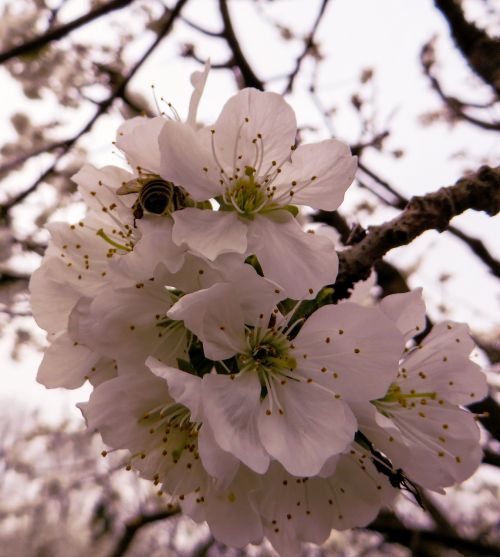 spring spring awakening blossom