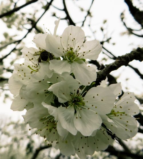 spring spring awakening blossom