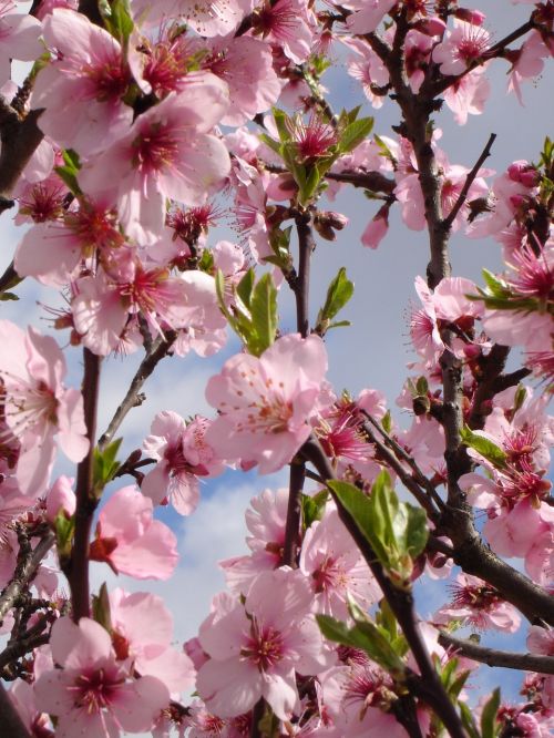 spring almond pink