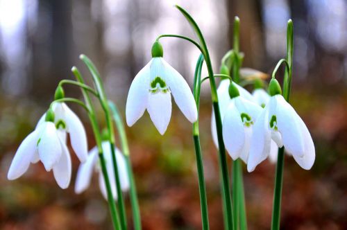 spring snowdrop white flower