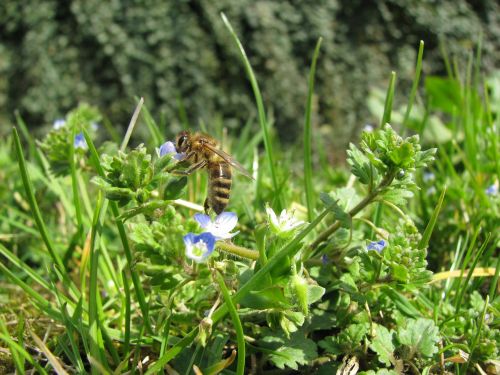 spring bee sunshine