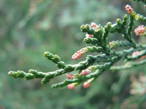 spring bud flower