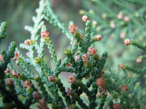 spring bud flower