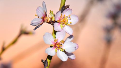 spring almond blossom macro