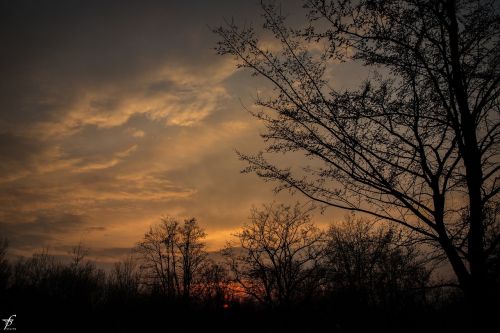 spring evening nature