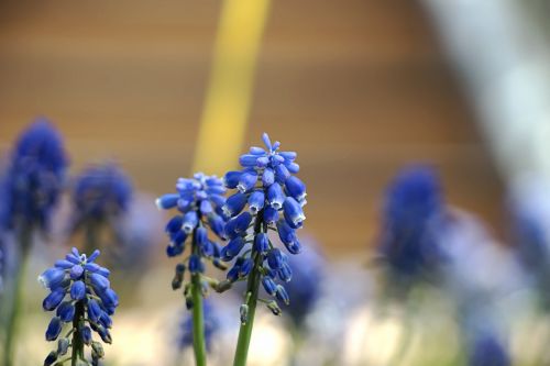 spring flowers nature