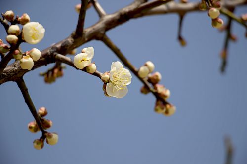 spring nature plants