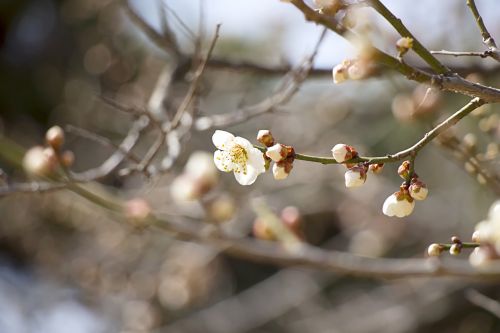 spring spring flowers nature