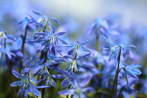 bluebell flowers scilla