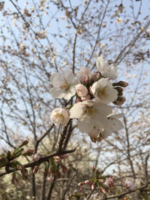 spring cherry blossom pink