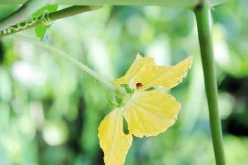 spring plant blossom