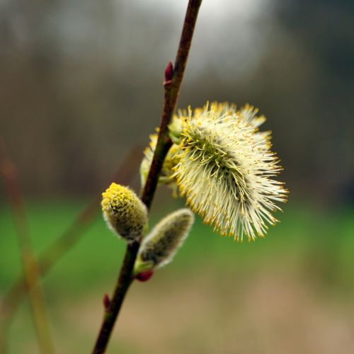 spring plant green