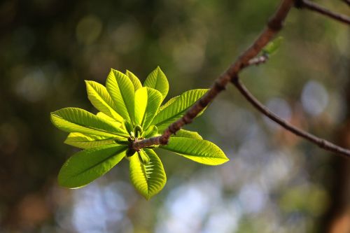 spring leaf bud vietnam