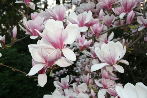 spring flowers magnolia