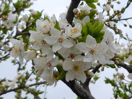 spring flower nature