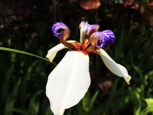 spring flowers iris