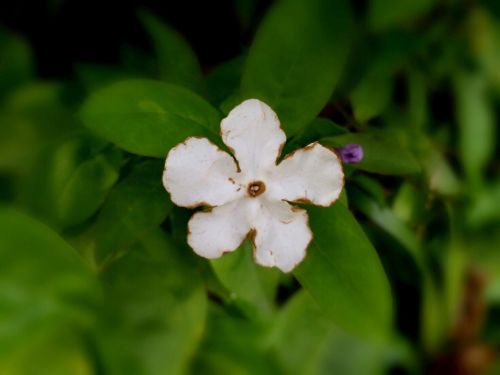 spring flowers white