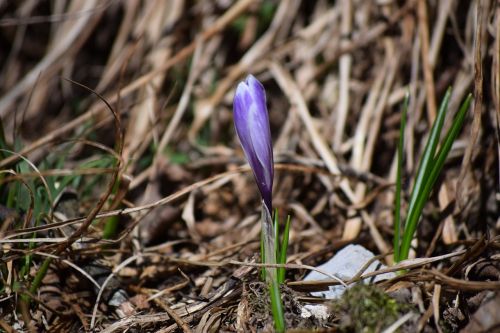 spring nature flower