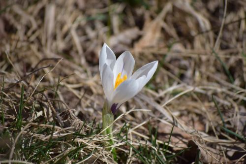 spring nature flower