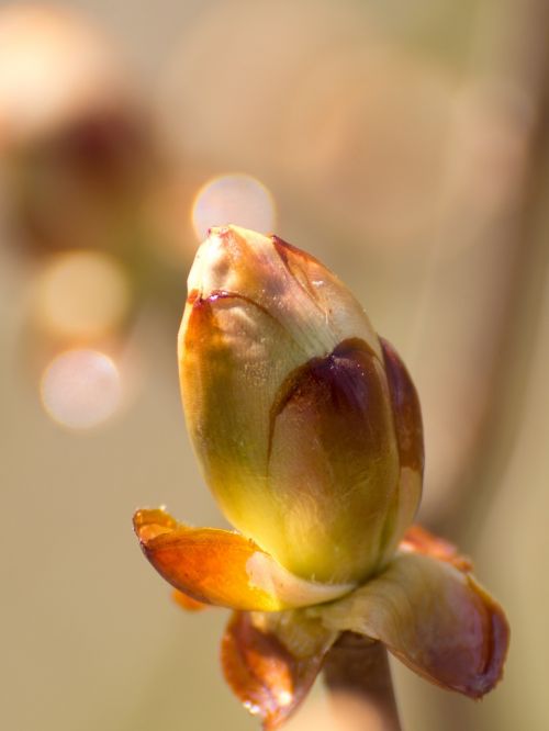 spring chestnut bud