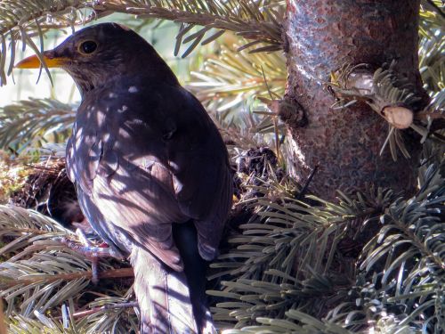 spring blackbird nest