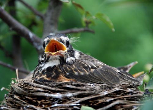 spring baby bird robins