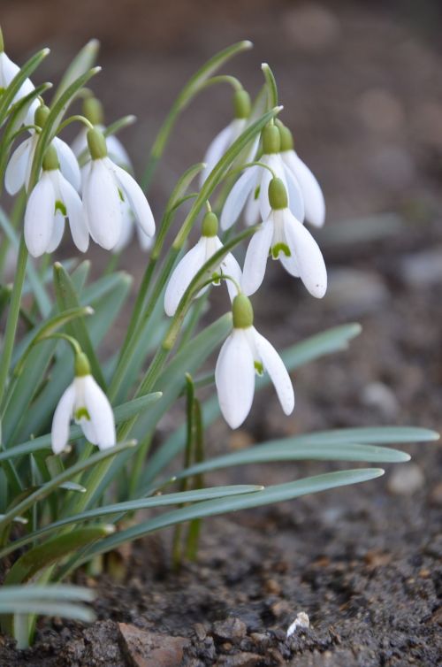 spring flower white