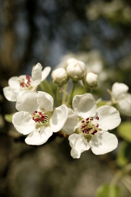 spring flowers apple tree