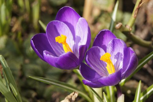 spring crocus flowers