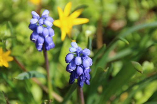 spring flower blue