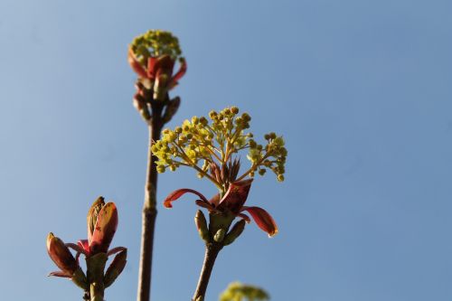 spring blue sky sky