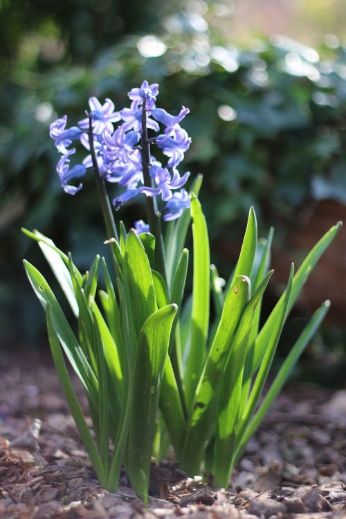 spring flowers nature